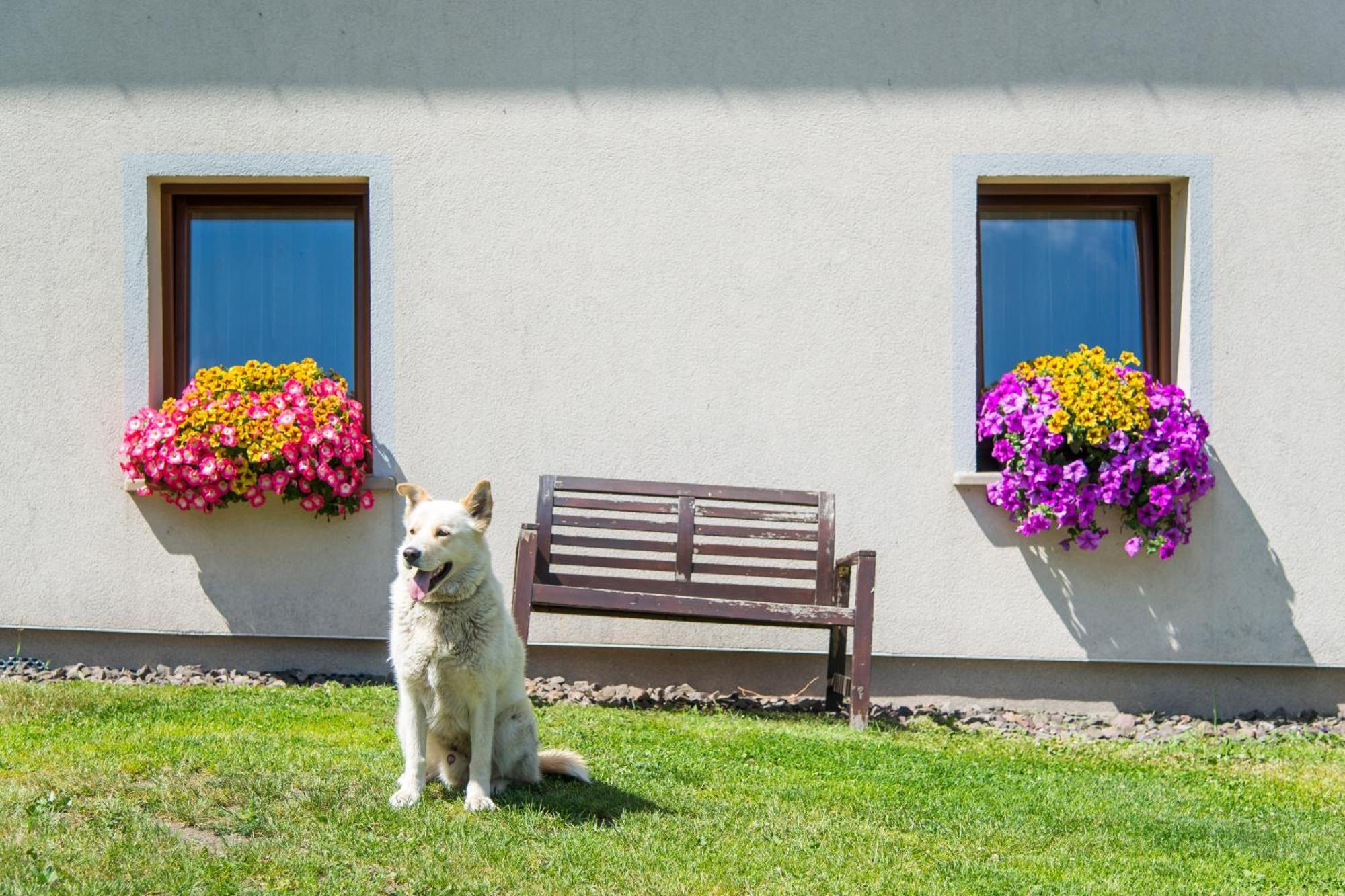 Agroturystyka "Pograniczna" Ober Wüstegiersdorf Eksteriør bilde